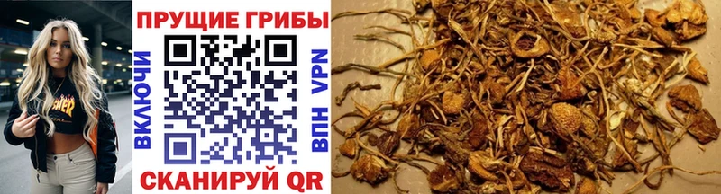 Галлюциногенные грибы Psilocybine cubensis  наркотики  Гусиноозёрск 